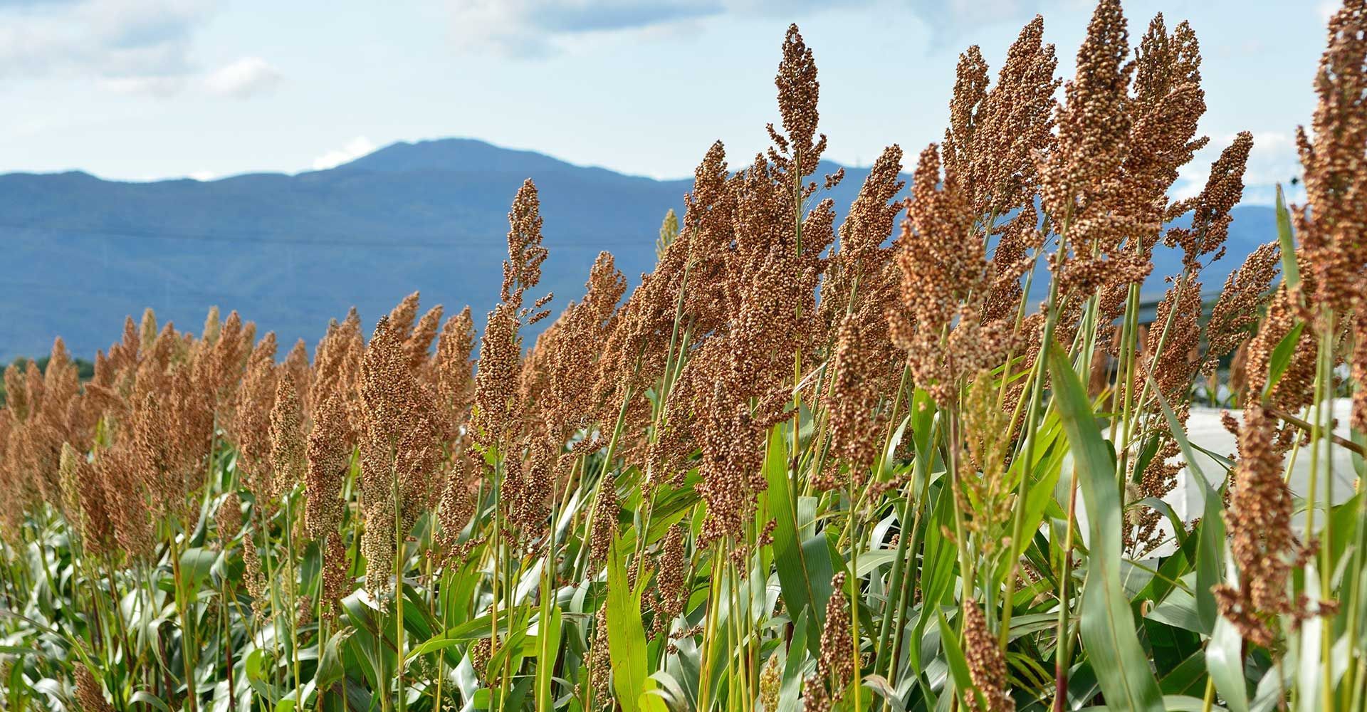 Wheat Plant