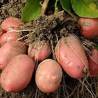 Beautiful Sweet Potatoes Beautiful Sweet Potatoes