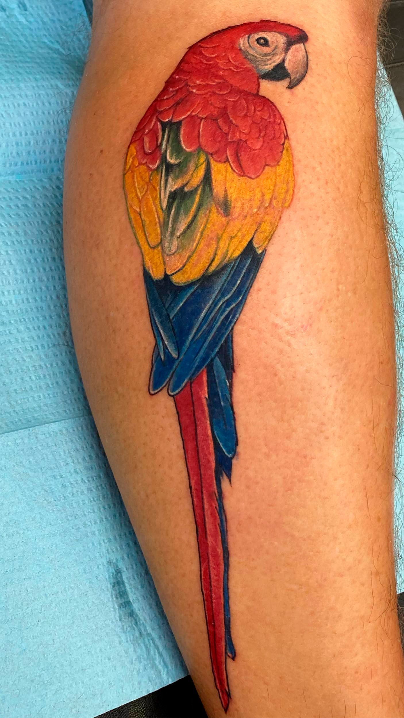 Colorful parrot tattoo on an arm, with red, yellow, blue, and green feathers and a long tail.