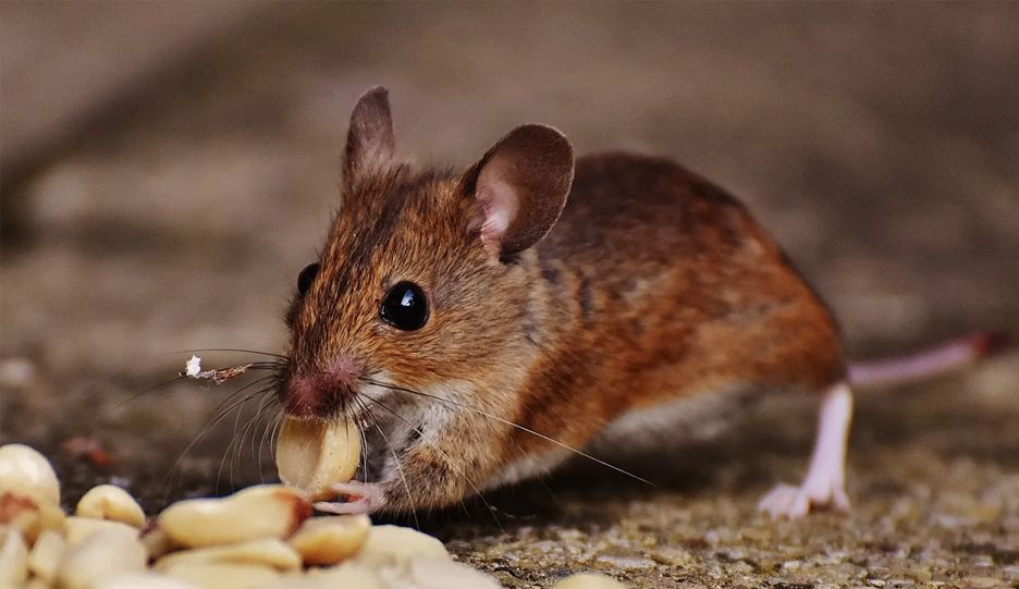 A mouse is eating peanuts on the ground.