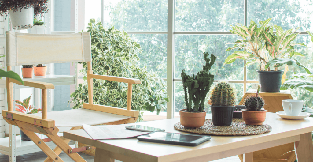 A wooden chair and a coffee table with three small potted cacti sit in a bright, plant-filled room near a large window.