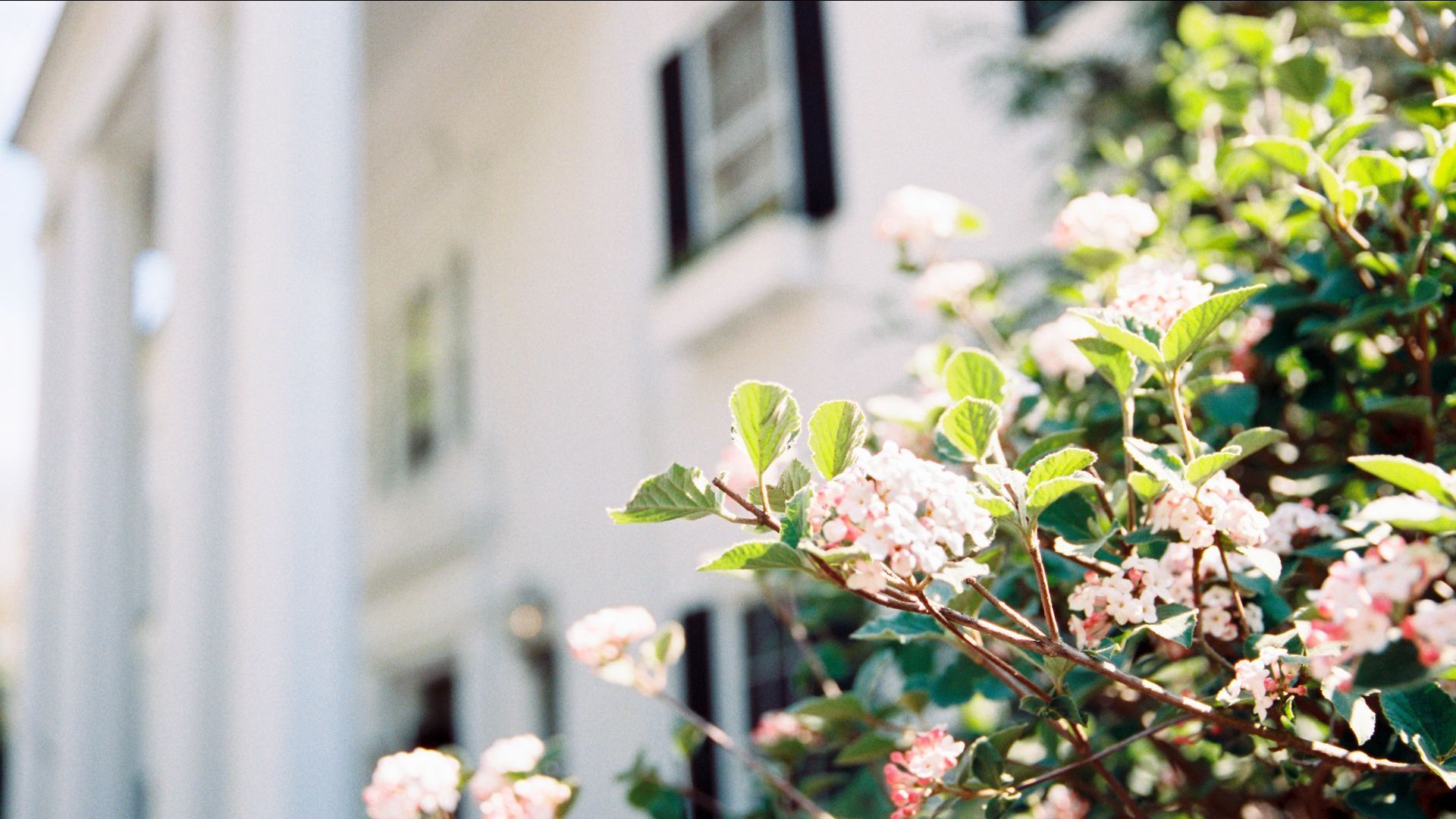 Blooming pink and white flowers with lush green leaves in focus, set against a soft backdrop of a white building.