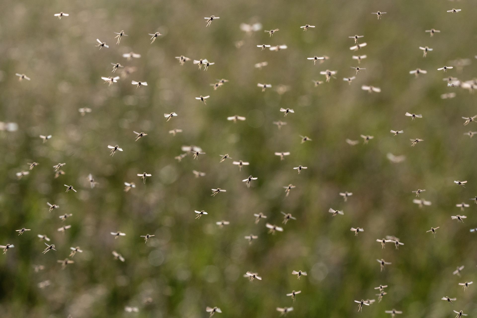 A dense swarm of flying insects outdoors highlights the seasonal need for mosquito control. A dense swarm of flying insects outdoors highlights the seasonal need for mosquito control.