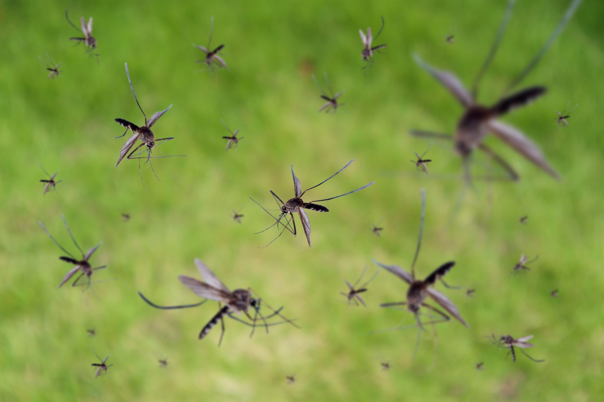 Swarm of flying mosquitoes over green grass highlighting the urgent need for mosquito control. Swarm of flying mosquitoes over green grass highlighting the urgent need for mosquito control.