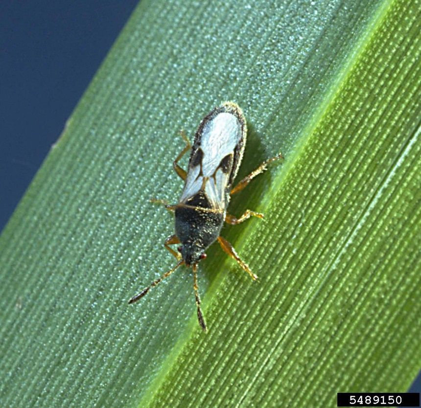 A close up of a bug on a green leaf with the number 540915 on it