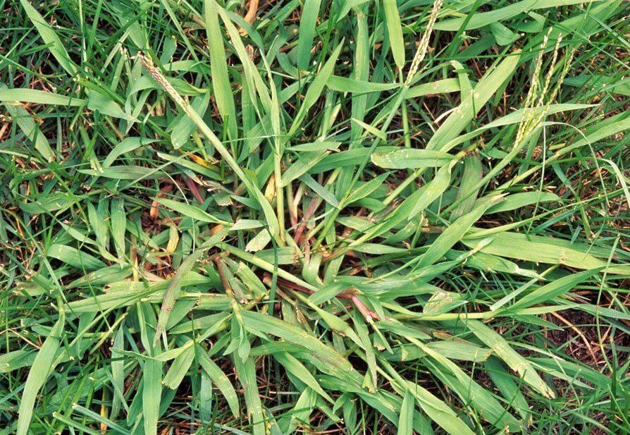 A field of green grass growing in the water.