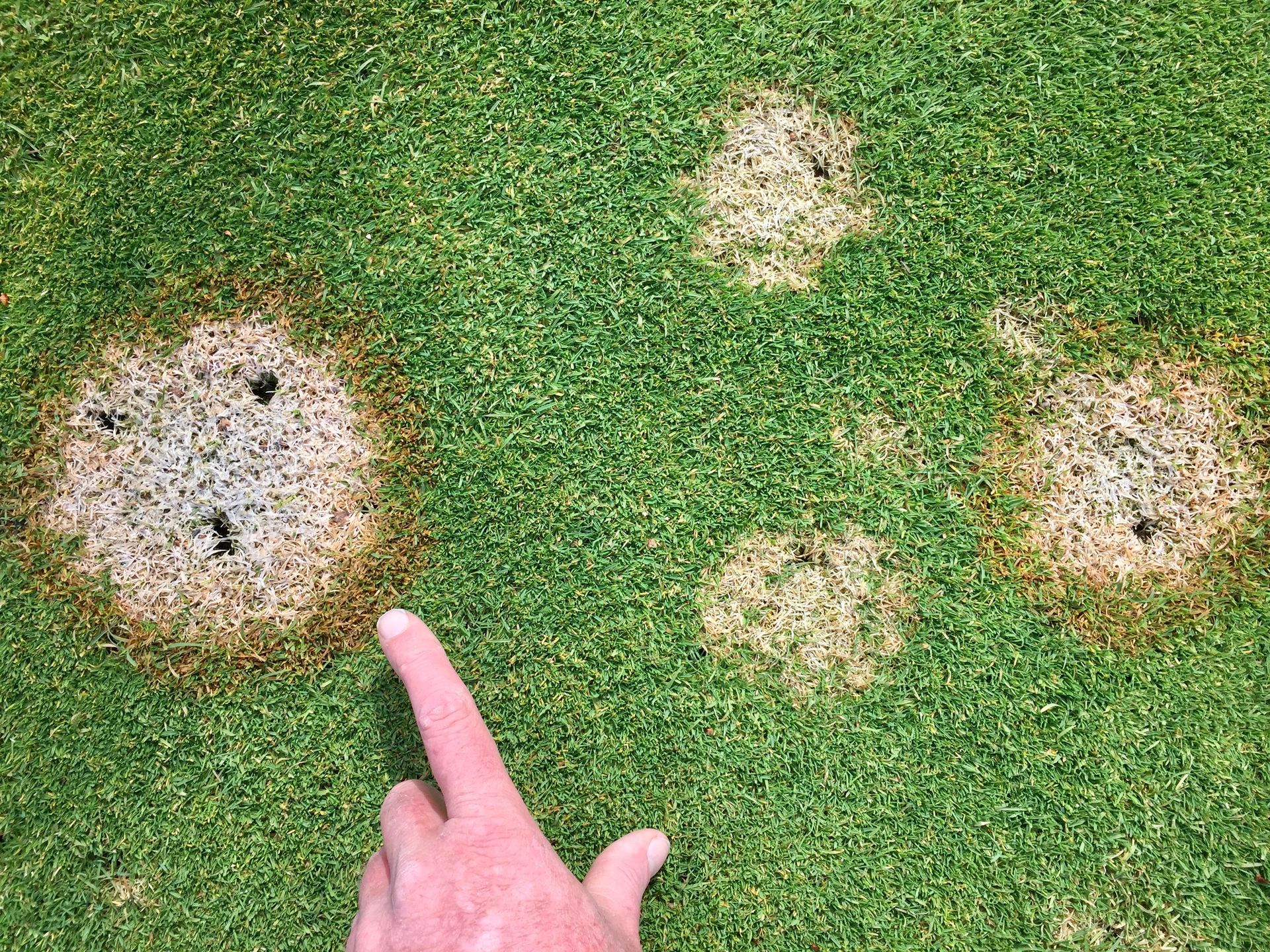 A person is pointing at a patch of grass with white spots on it.