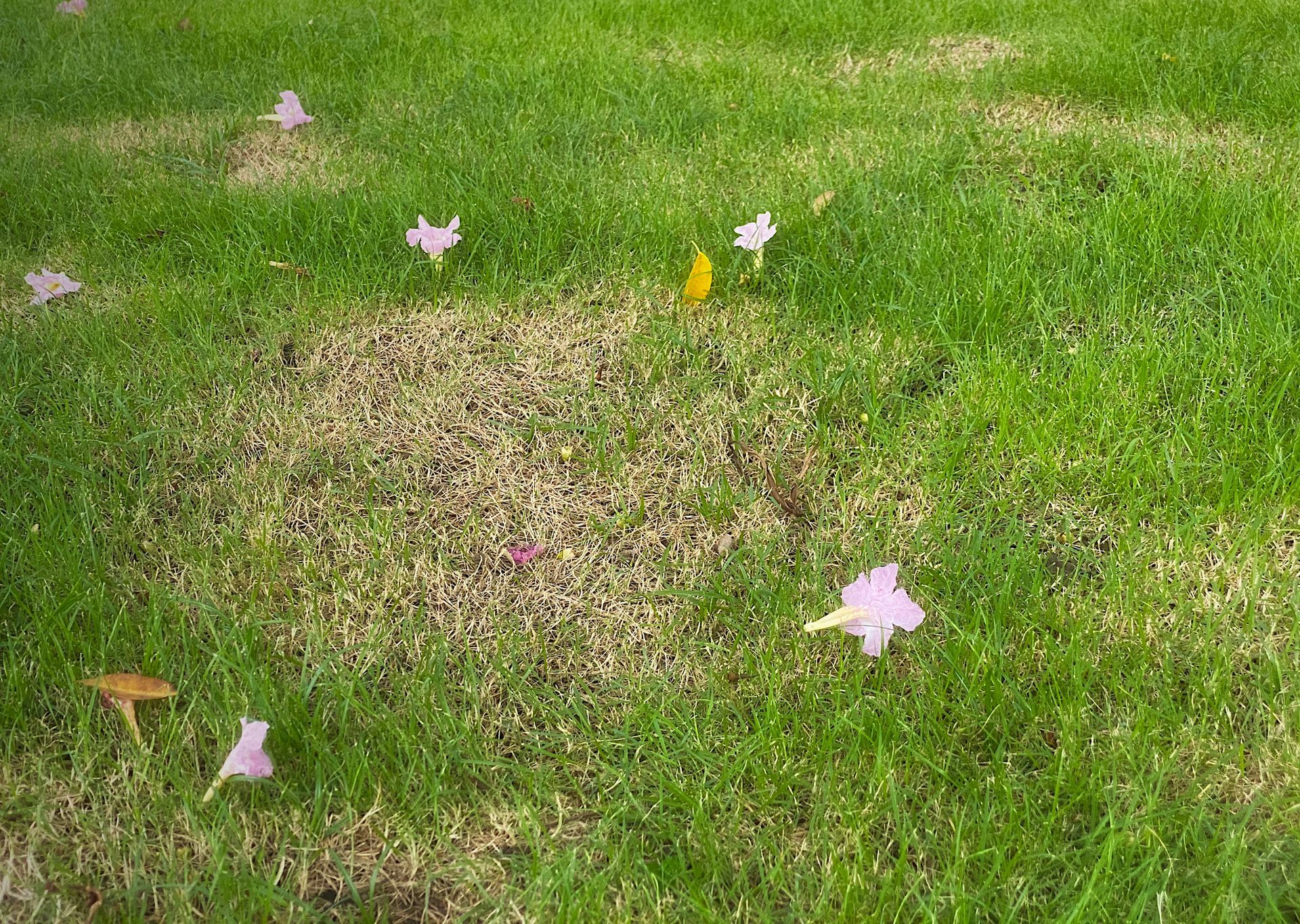 A lawn with flowers and leaves on it