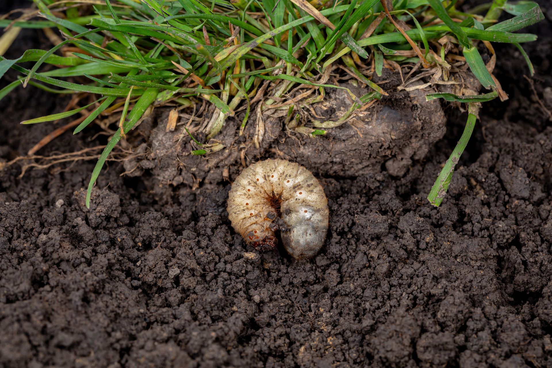 A close up of a larva in the dirt next to grass.