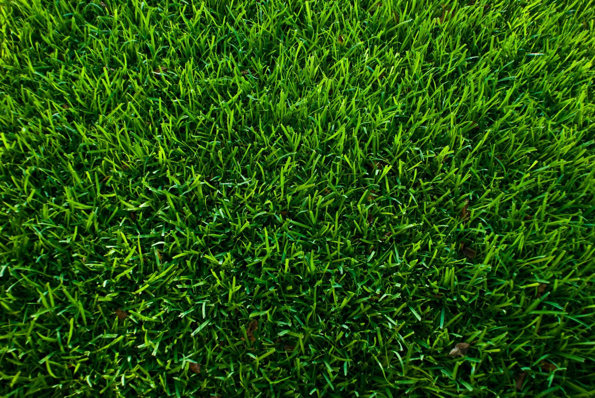 A close up of a lush green field of grass.