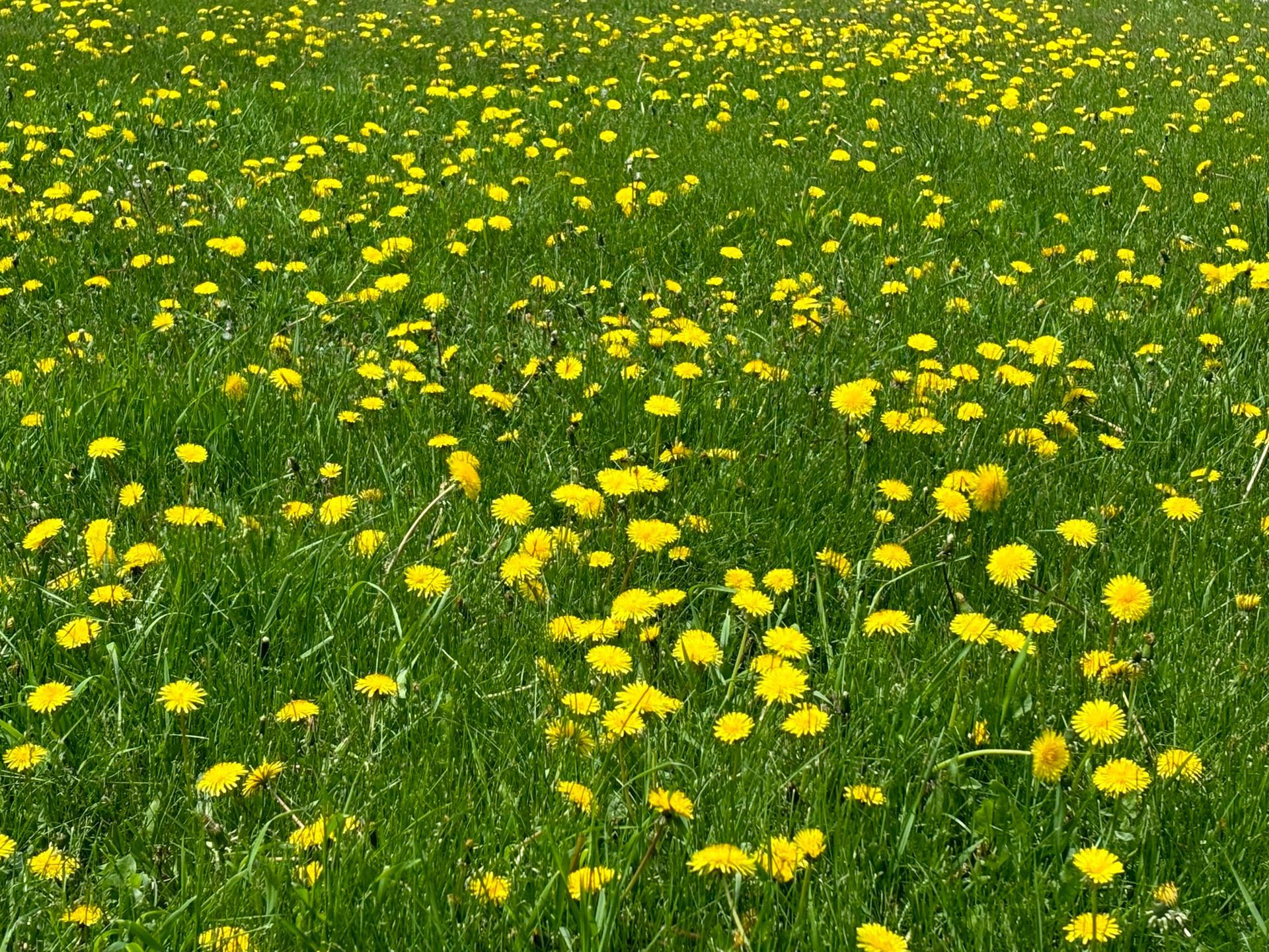 A field of yellow dandelions growing in the grass
