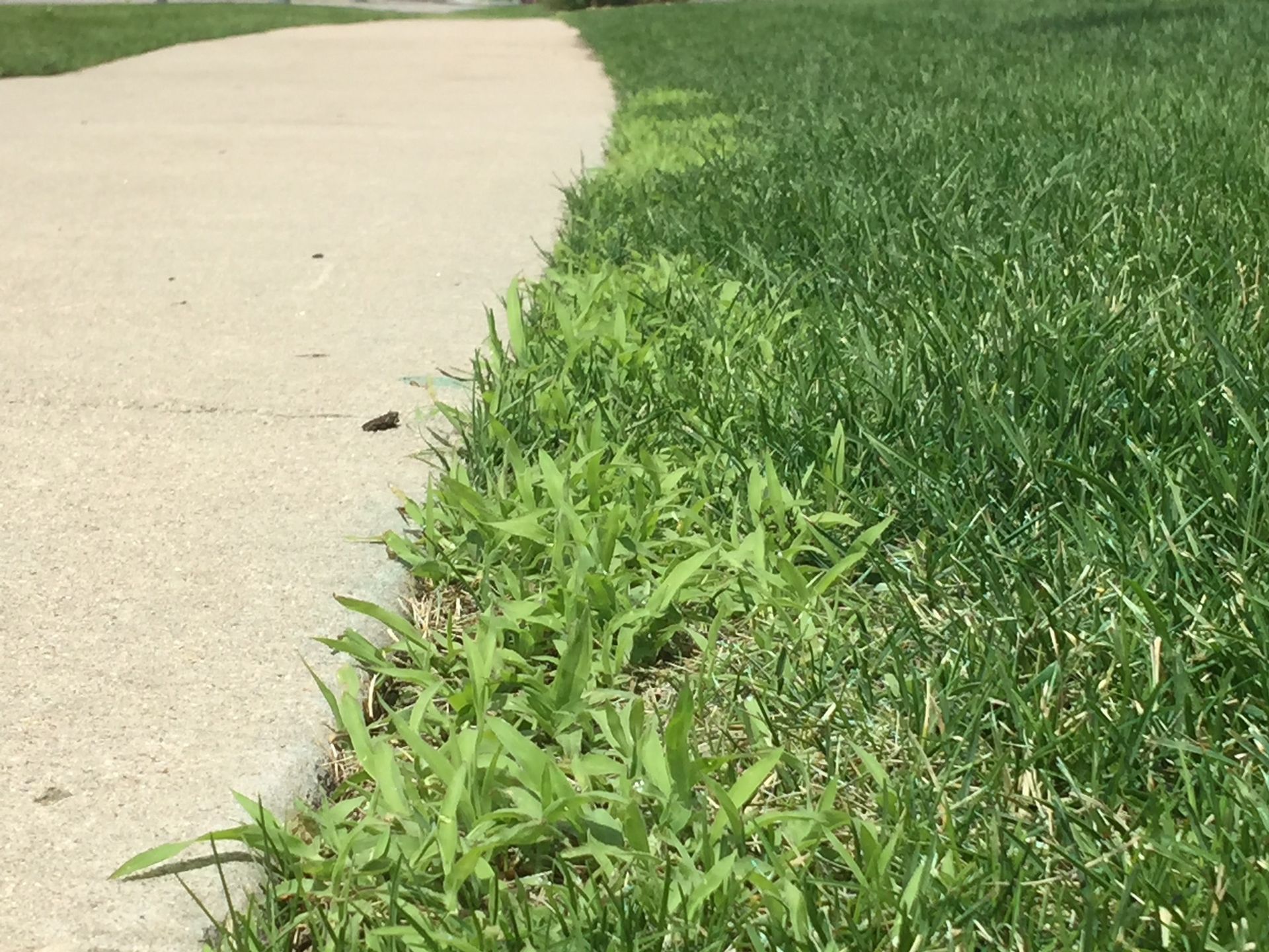 Weed Control Company Duluth MN