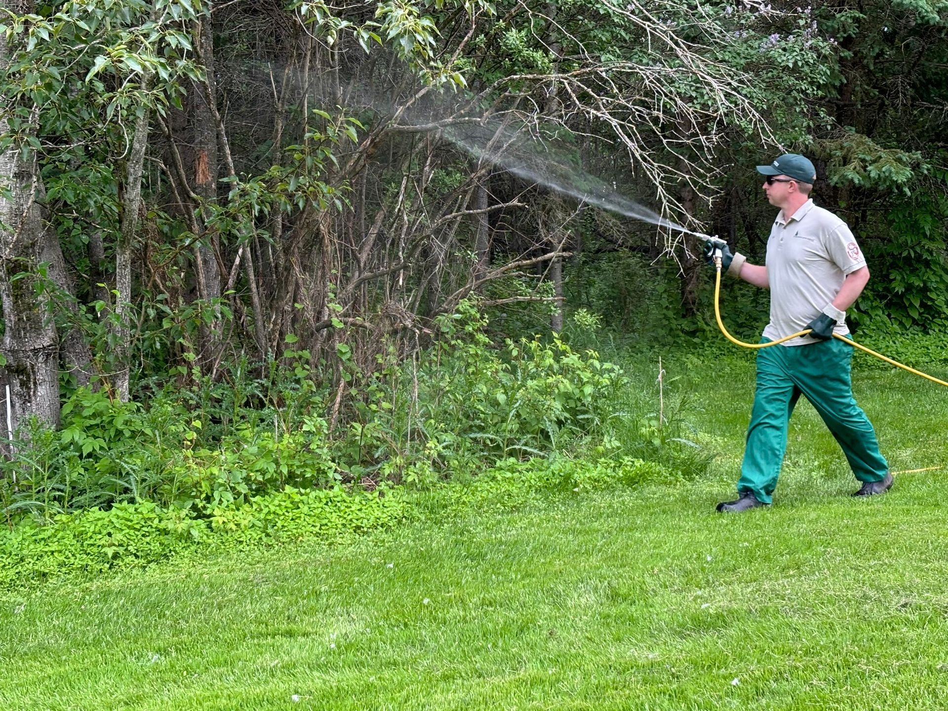 A man spraying the garden for mosquitos, mites, blasts, and insects.