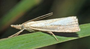 A moth is sitting on a green leaf.
