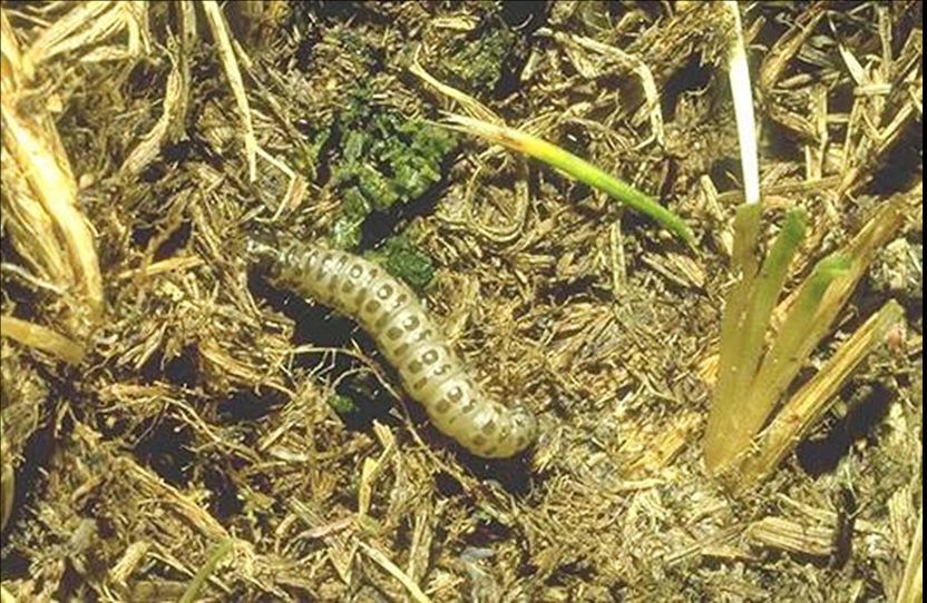 A close up of a caterpillar crawling on the ground
