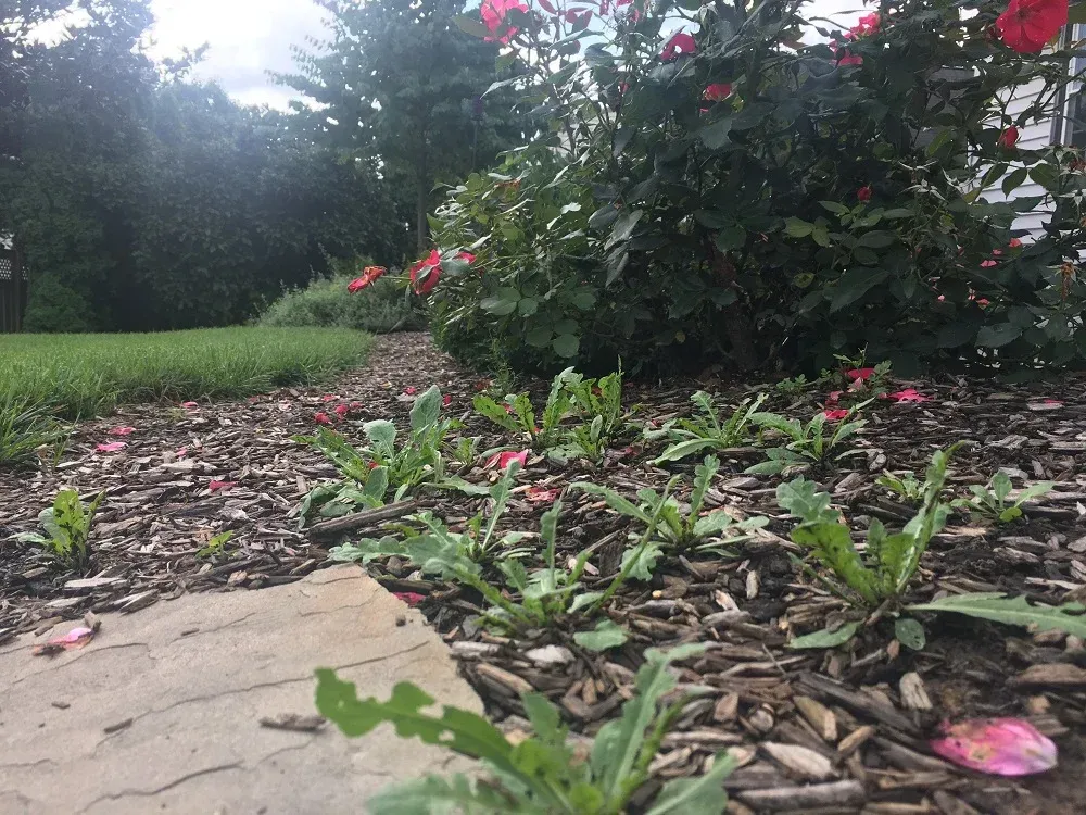 Commercial Weed Control Duluth MN