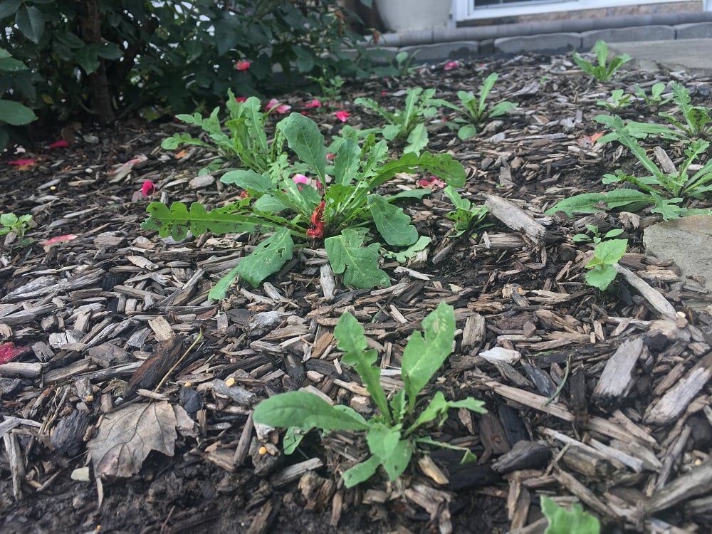 Weed Control Company Duluth MN
