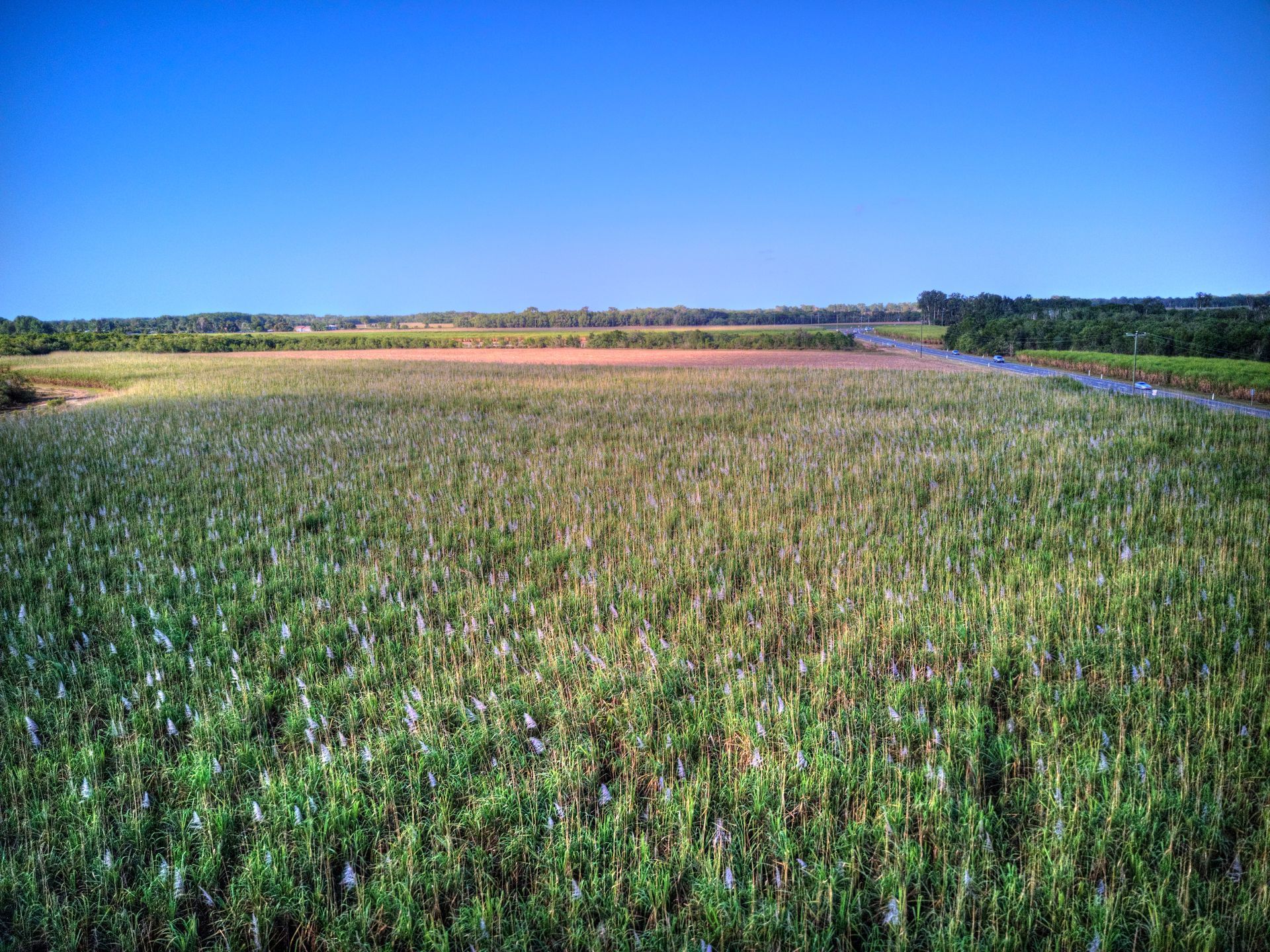 Field of Green Crops Under a Clear, Blue Sky, With Trees in the Distance โ J'adore Flowers & Gifts Cairns in Smithfield, NSW