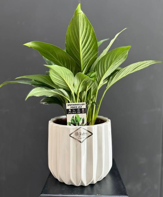 Candle with wooden lid; labeled