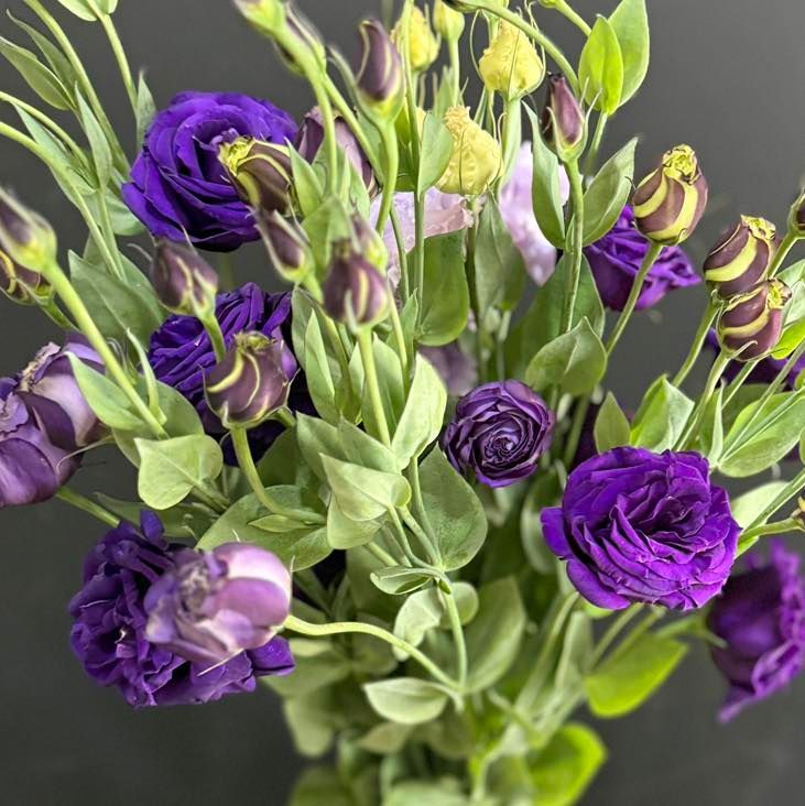 Bouquet of vibrant purple lisianthus flowers, with green stems and leaves against a dark background.