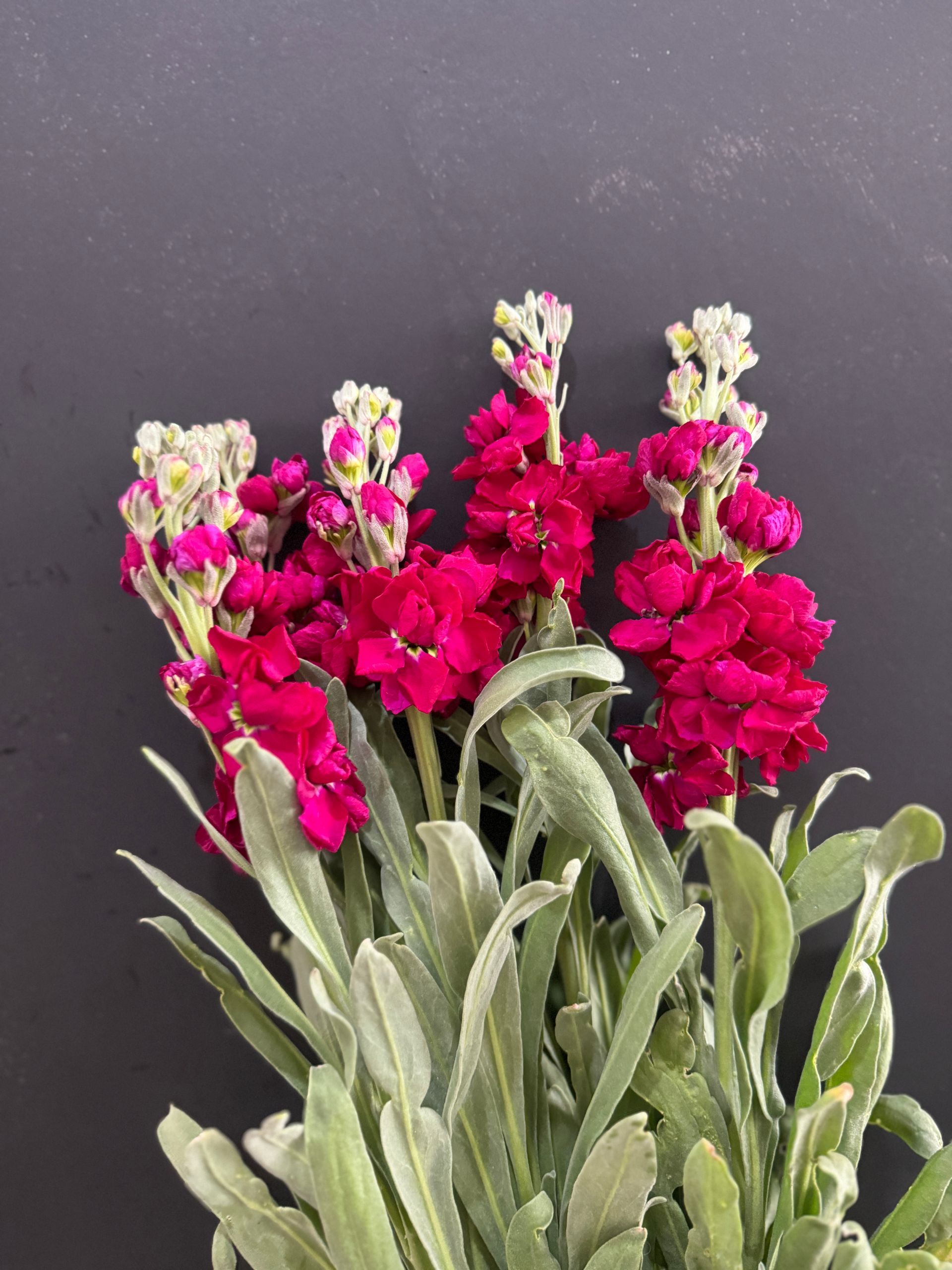 Bouquet of Vibrant Red Flowers With White Buds, Green and Silver Foliage โ J'adore Flowers & Gifts Cairns in Earlville, QLD
