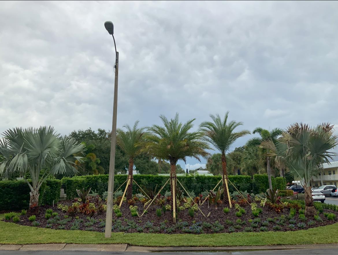 Palm trees in a roundabout flower bed with green shrubbery, under a cloudy sky.