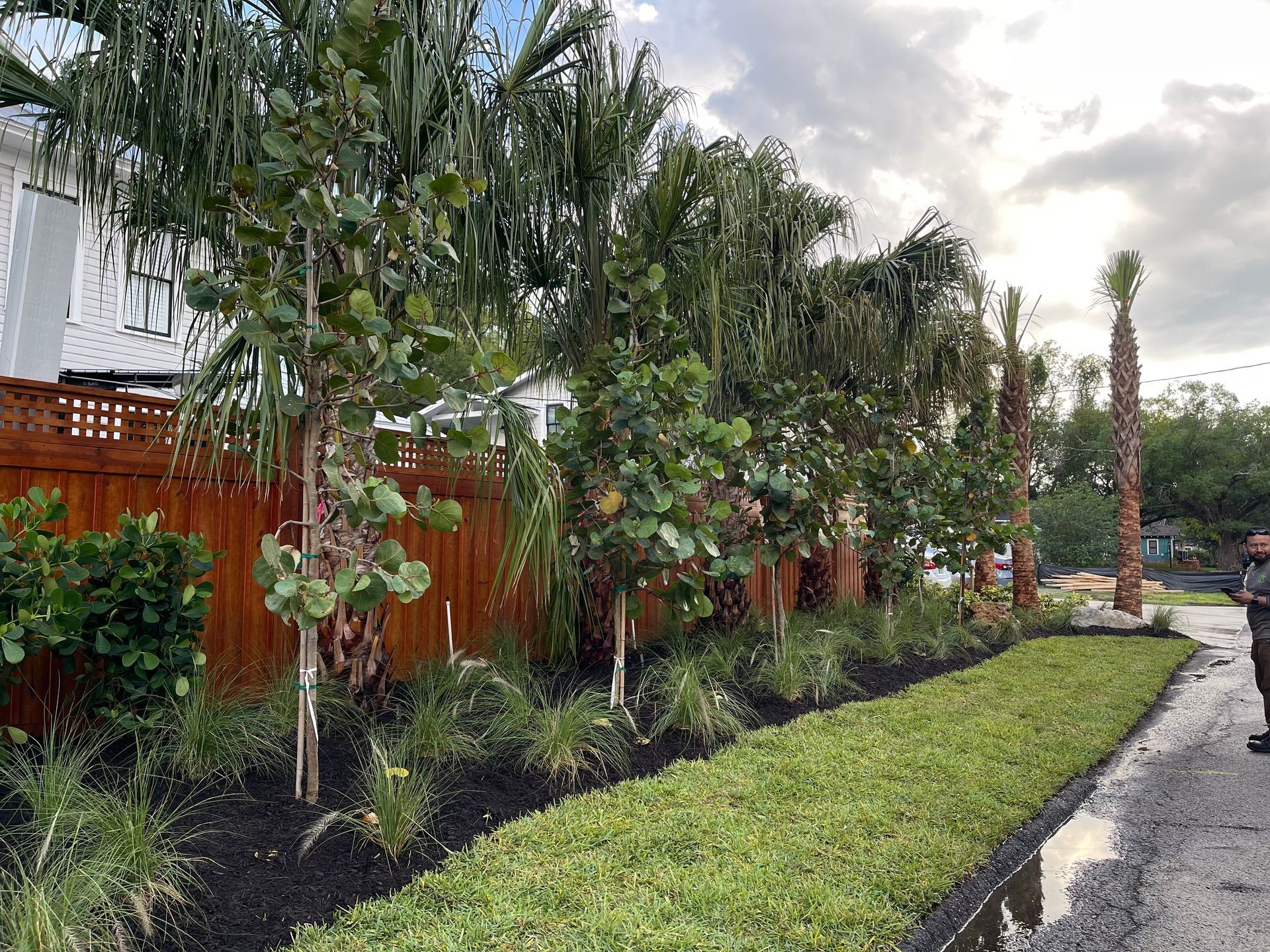 Row of planted trees and shrubs along a fence, with a person standing near them.