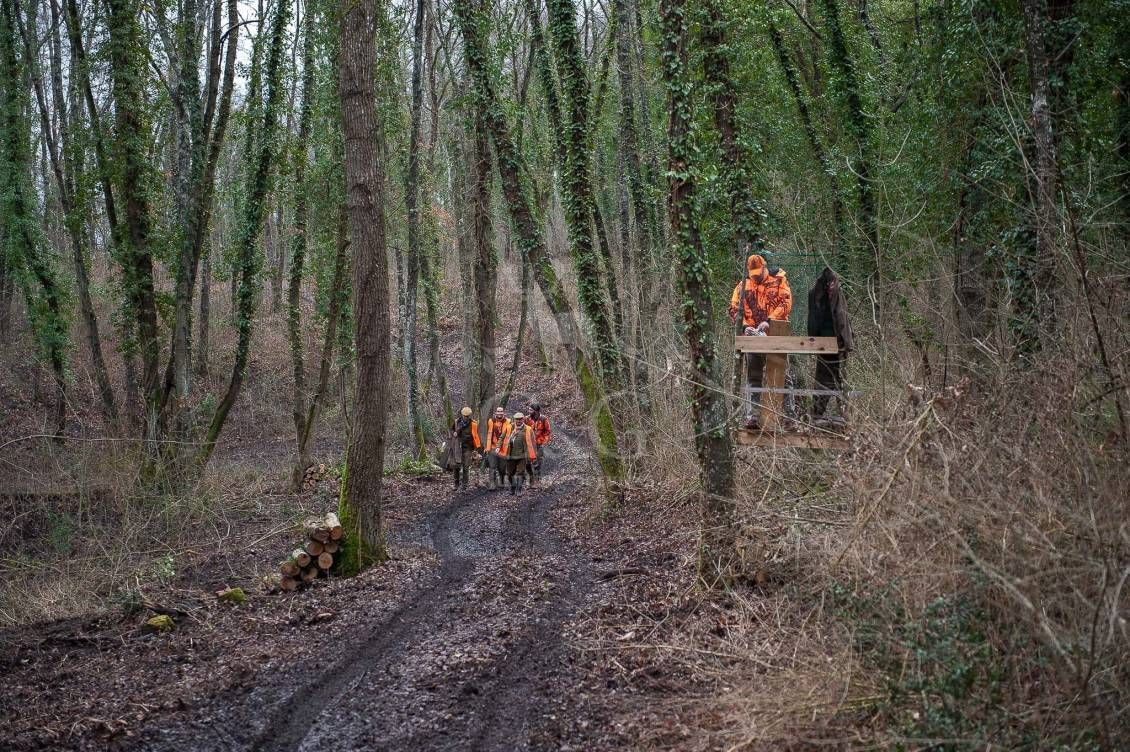 DRIVEN WILD BOAR - G&G Hunting Services