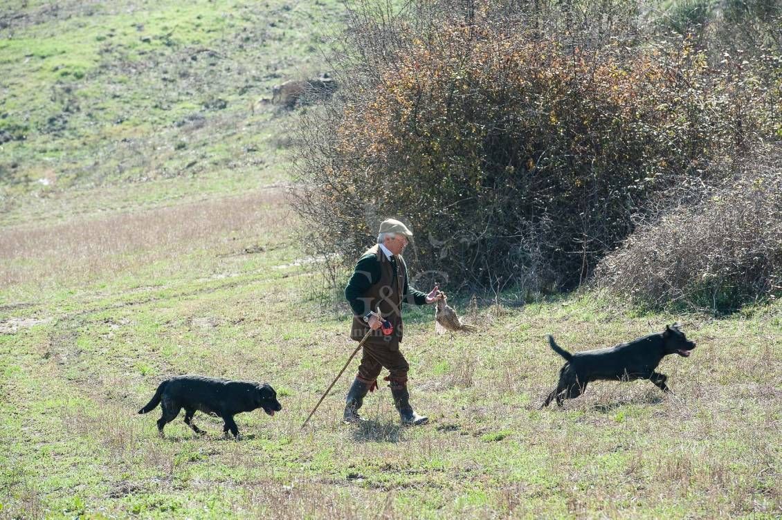 WINGSHOOTING DRIVEN - G&G Hunting Services