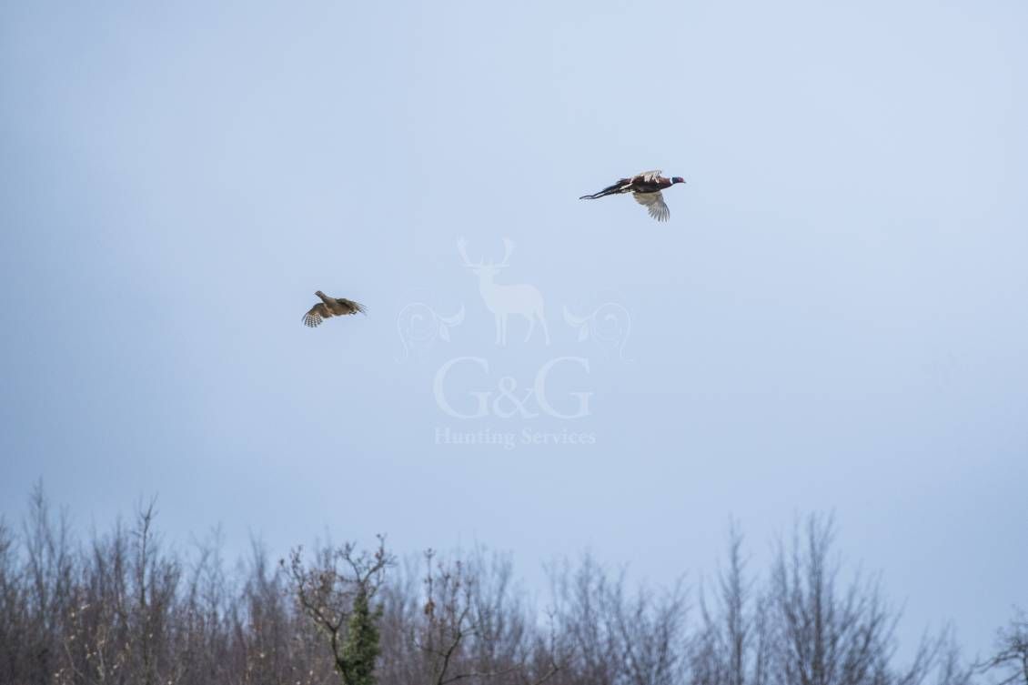 WINGSHOOTING DRIVEN - G&G Hunting Services