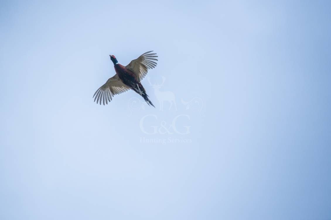 WINGSHOOTING DRIVEN - G&G Hunting Services