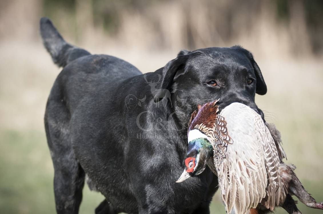 WINGSHOOTING DRIVEN - G&G Hunting Services