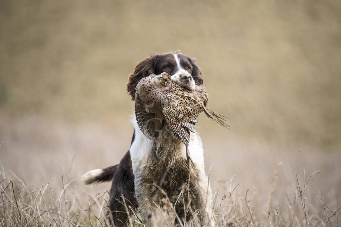 WINGSHOOTING DRIVEN - G&G Hunting Services