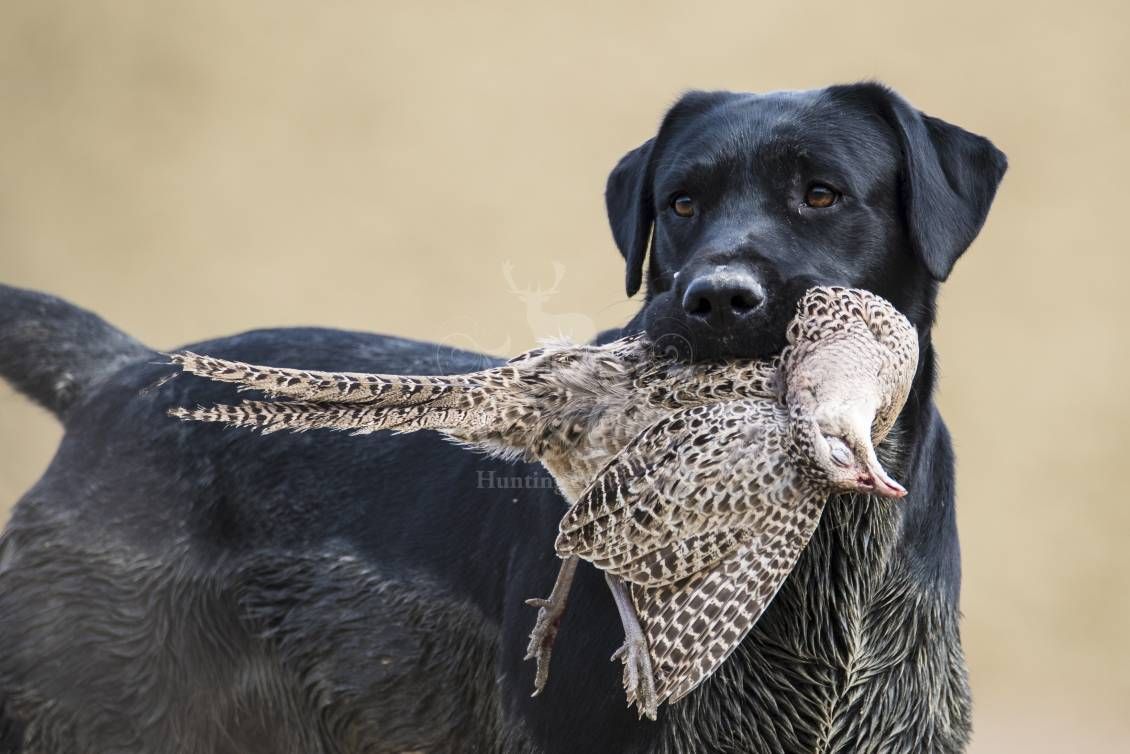 WINGSHOOTING DRIVEN - G&G Hunting Services
