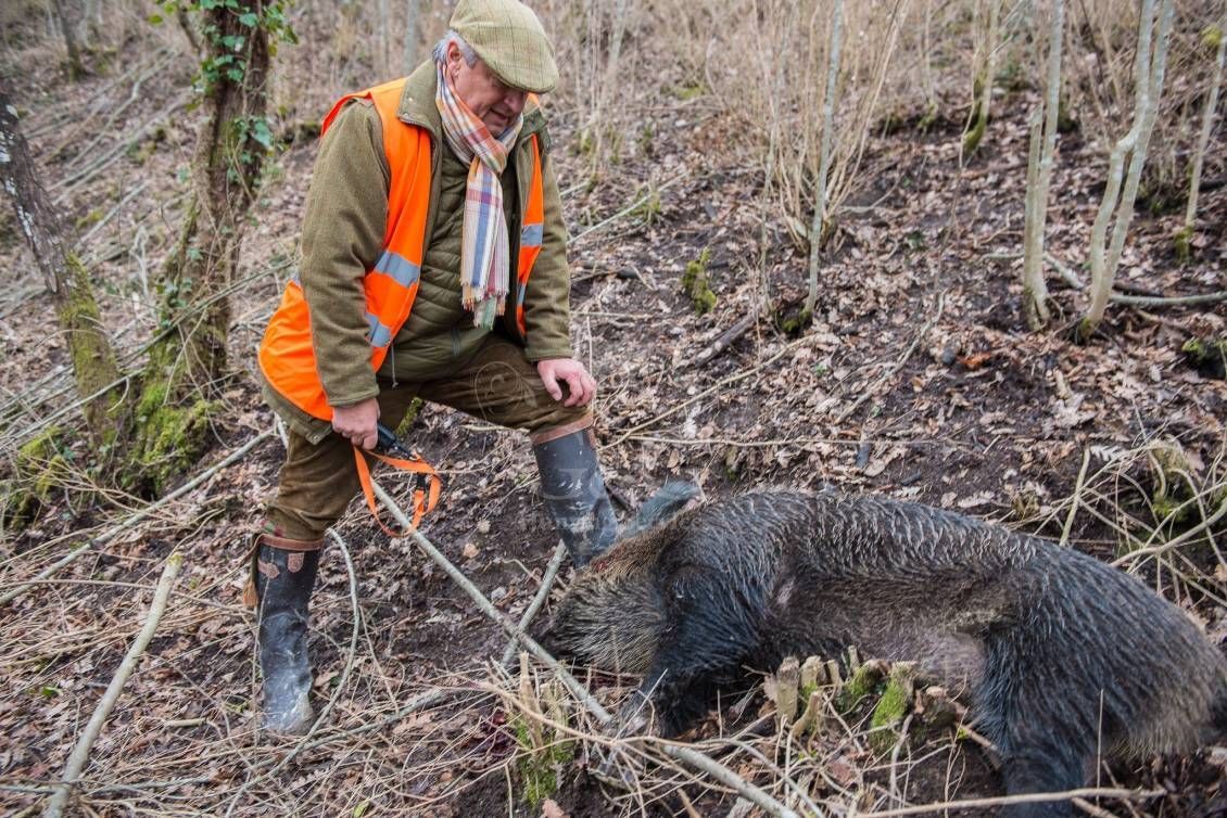 DRIVEN WILD BOAR - G&G Hunting Services