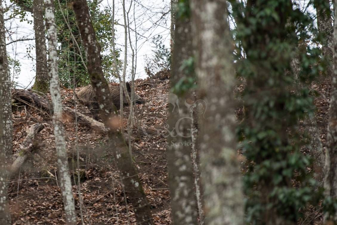 DRIVEN WILD BOAR - G&G Hunting Services