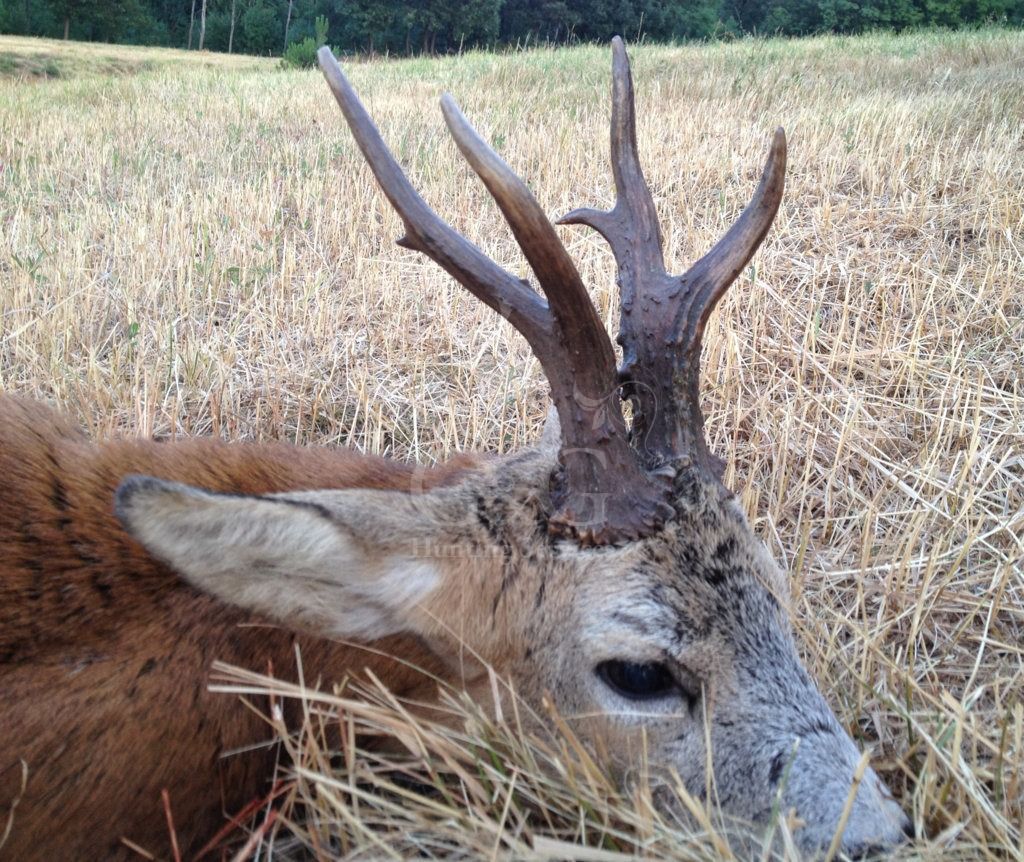 ROE DEER - CACCIA UNGULATI DI SELEZIONE