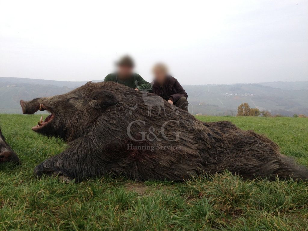 WILD BOAR- CINGHIALE - ciaccia ungulati di selezione