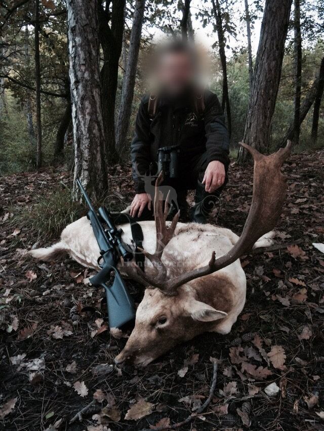 FALLOW DEER - CACCIA UNGULATI DI SELEZIONE
