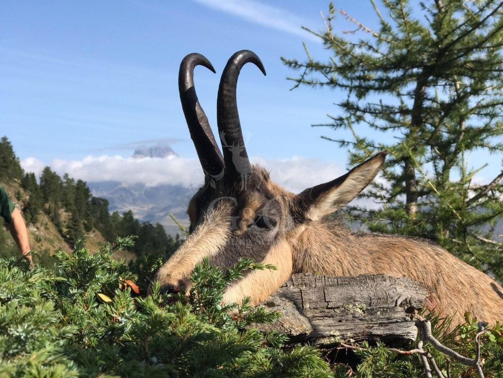 TROPHIES - CACCIA IN MONTAGNA