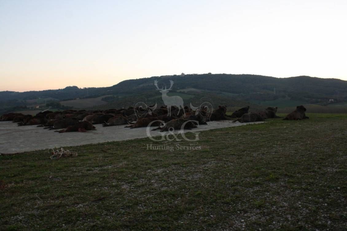 DRIVEN WILD BOAR - G&G Hunting Services