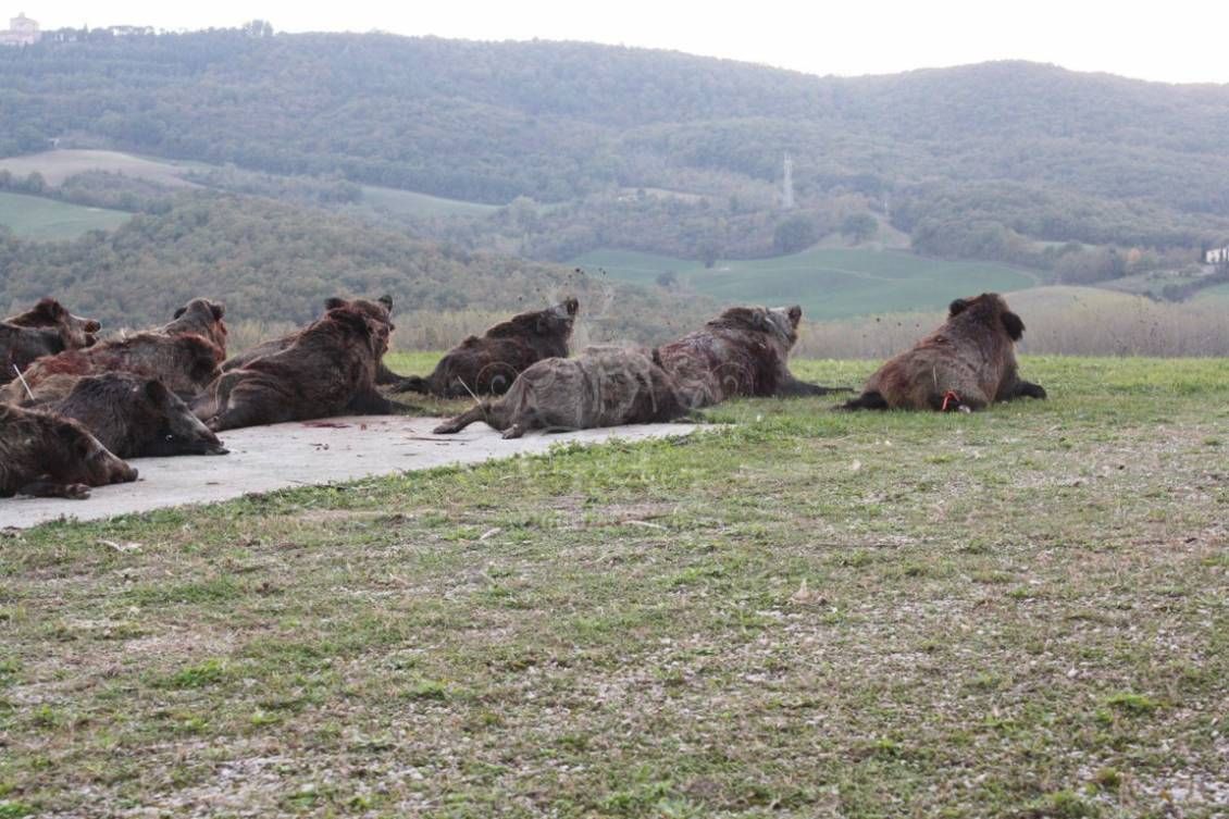 DRIVEN WILD BOAR - G&G Hunting Services