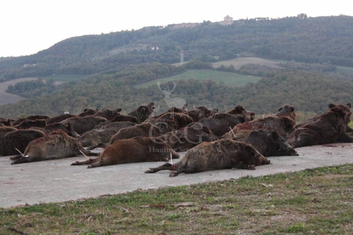 DRIVEN WILD BOAR - G&G Hunting Services