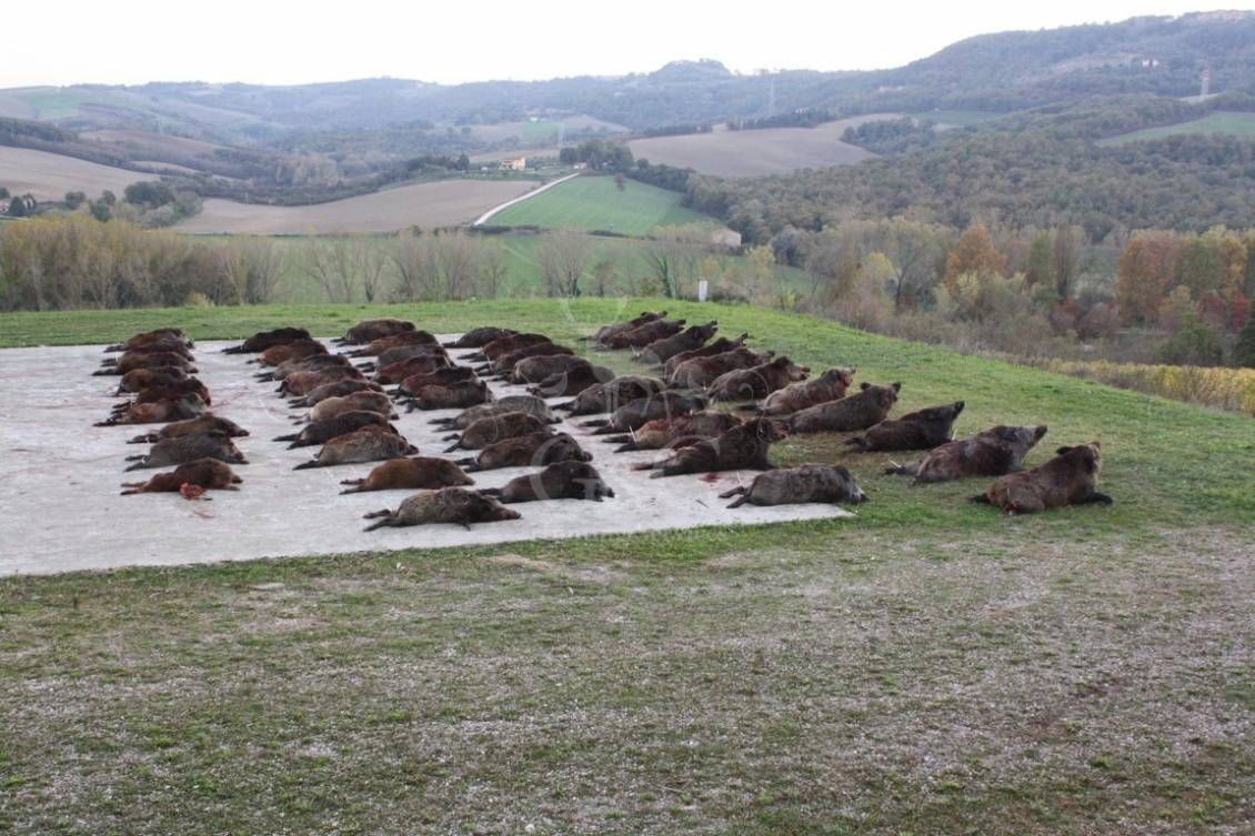 DRIVEN WILD BOAR - G&G Hunting Services