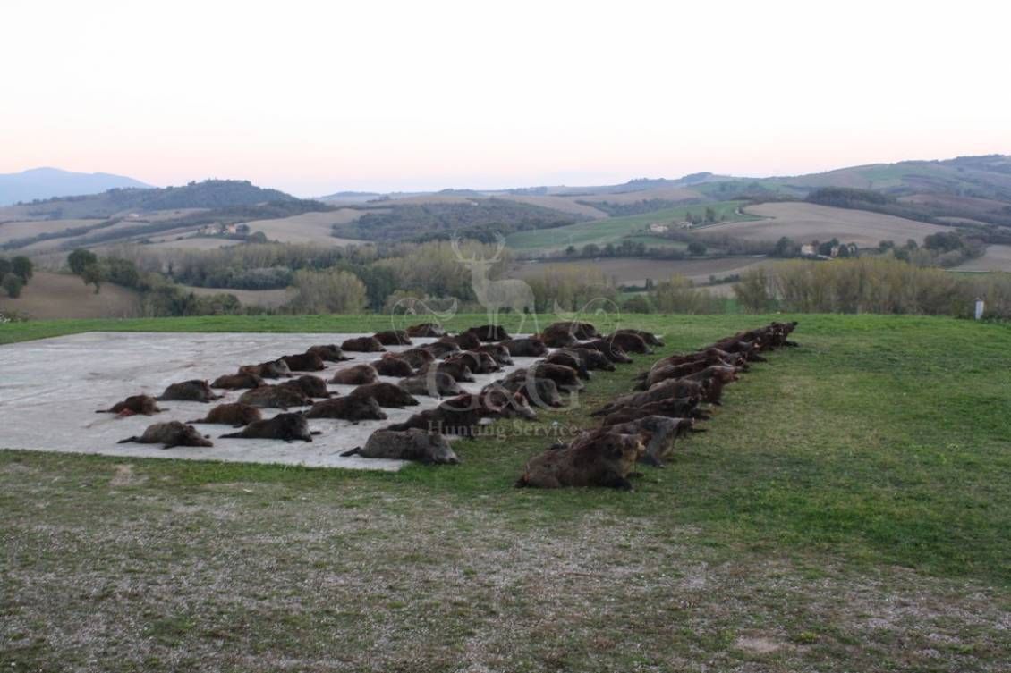 DRIVEN WILD BOAR - G&G Hunting Services