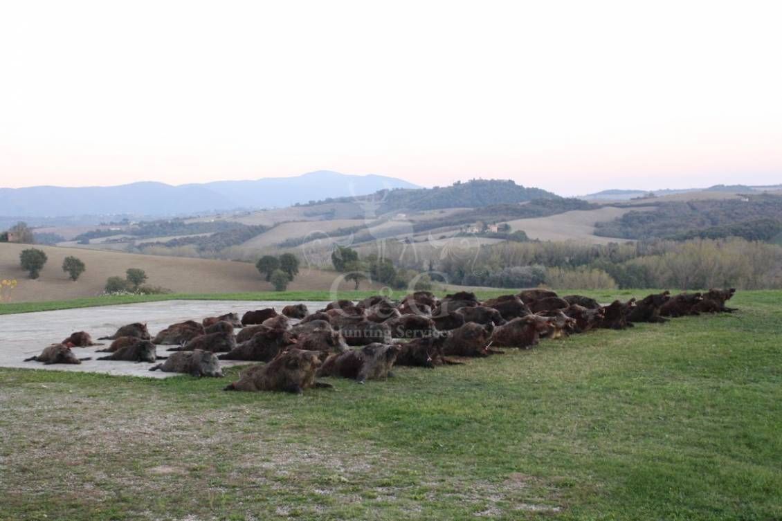 DRIVEN WILD BOAR - G&G Hunting Services
