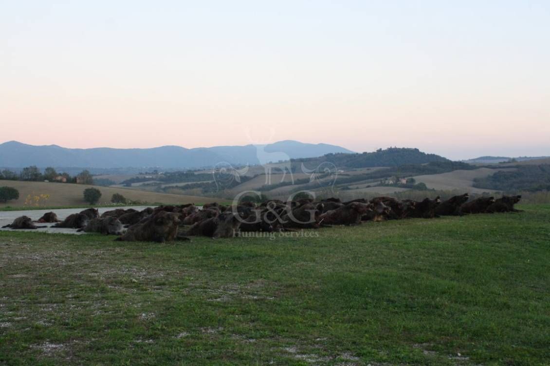 DRIVEN WILD BOAR - G&G Hunting Services