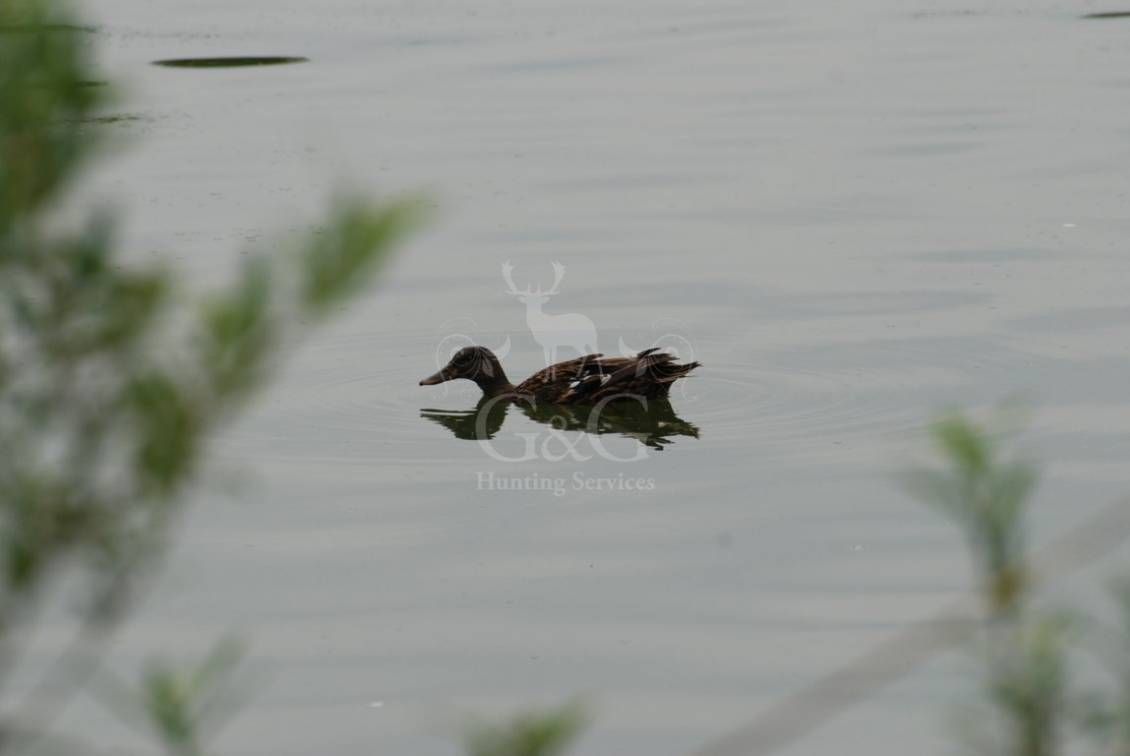 DUCK HUNTING DRIVE
