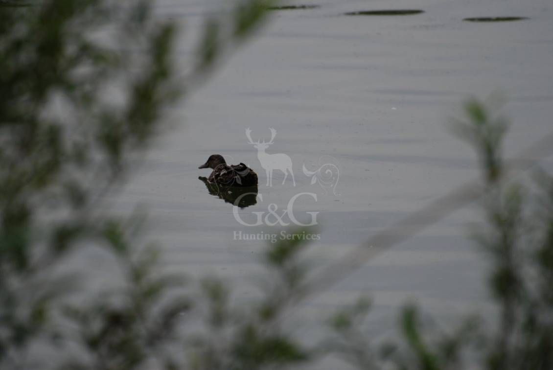 DUCK HUNTING DRIVE