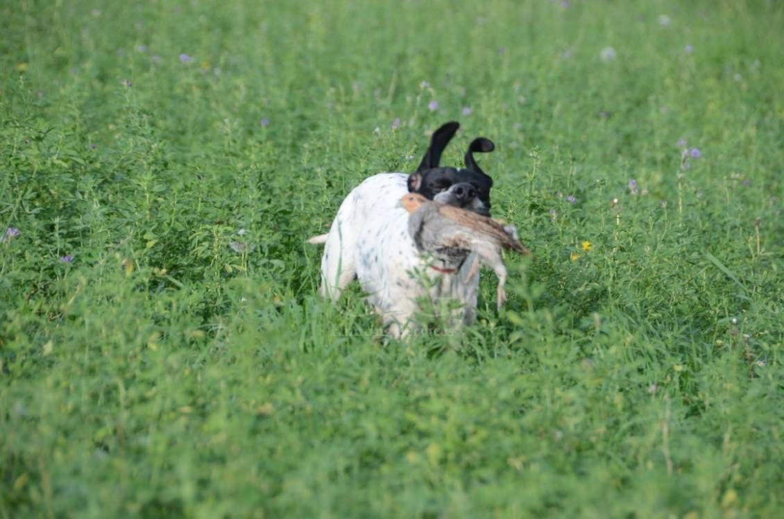POINTING DOG